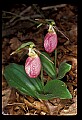 01101-00121-Pink Lady's Slipper, Cypripedium acaule.jpg