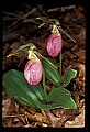 01101-00122-Pink Lady's Slipper, Cypripedium acaule.jpg