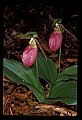 01101-00123-Pink Lady's Slipper, Cypripedium acaule.jpg