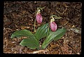 01101-00127-Pink Lady's Slipper, Cypripedium acaule.jpg