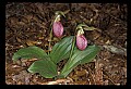 01101-00128-Pink Lady's Slipper, Cypripedium acaule.jpg