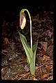01101-00133-Pink Lady's Slipper, Cypripedium acaule.jpg