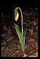 01101-00135-Pink Lady's Slipper, Cypripedium acaule.jpg