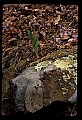 01101-00136-Pink Lady's Slipper, Cypripedium acaule.jpg