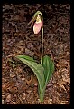 01101-00137-Pink Lady's Slipper, Cypripedium acaule.jpg