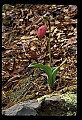 01101-00139-Pink Lady's Slipper, Cypripedium acaule.jpg