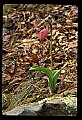 01101-00140-Pink Lady's Slipper, Cypripedium acaule.jpg