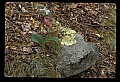 01101-00141-Pink Lady's Slipper, Cypripedium acaule.jpg