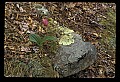 01101-00142-Pink Lady's Slipper, Cypripedium acaule.jpg