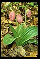 01101-00143-Pink Lady's Slipper, Cypripedium acaule.jpg
