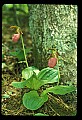 01101-00148-Pink Lady's Slipper, Cypripedium acaule.jpg