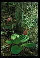 01101-00149-Pink Lady's Slipper, Cypripedium acaule.jpg