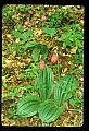 01101-00151-Pink Lady's Slipper, Cypripedium acaule.jpg