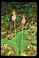 01101-00152-Pink Lady's Slipper, Cypripedium acaule.jpg