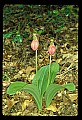 01101-00155-Pink Lady's Slipper, Cypripedium acaule.jpg