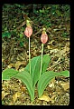 01101-00157-Pink Lady's Slipper, Cypripedium acaule.jpg