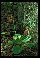 01101-00159-Pink Lady's Slipper, Cypripedium acaule.jpg