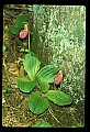 01101-00163-Pink Lady's Slipper, Cypripedium acaule.jpg