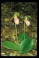 01101-00167-Pink Lady's Slipper, Cypripedium acaule.jpg