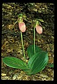 01101-00173-Pink Lady's Slipper, Cypripedium acaule.jpg