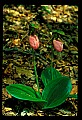 01101-00174-Pink Lady's Slipper, Cypripedium acaule.jpg