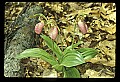 01101-00175-Pink Lady's Slipper, Cypripedium acaule.jpg