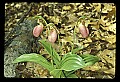01101-00176-Pink Lady's Slipper, Cypripedium acaule.jpg