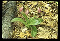 01101-00178-Pink Lady's Slipper, Cypripedium acaule.jpg