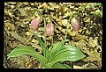 01101-00180-Pink Lady's Slipper, Cypripedium acaule.jpg