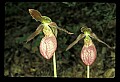 01101-00181-Pink Lady's Slipper, Cypripedium acaule.jpg