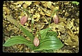 01101-00182-Pink Lady's Slipper, Cypripedium acaule.jpg