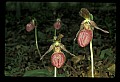 01101-00184-Pink Lady's Slipper, Cypripedium acaule.jpg