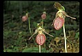 01101-00186-Pink Lady's Slipper, Cypripedium acaule.jpg