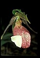 01101-00187-Pink Lady's Slipper, Cypripedium acaule.jpg