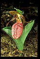 01101-00192-Pink Lady's Slipper, Cypripedium acaule.jpg