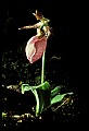 01101-00193-Pink Lady's Slipper, Cypripedium acaule.jpg