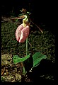 01101-00194-Pink Lady's Slipper, Cypripedium acaule.jpg