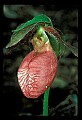 01101-00196-Pink Lady's Slipper, Cypripedium acaule.jpg