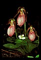 01101-00197-Pink Lady's Slipper, Cypripedium acaule.jpg