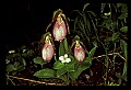 01101-00198-Pink Lady's Slipper, Cypripedium acaule.jpg
