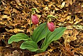 1-6-07-00010 pink lady's slippers.jpg