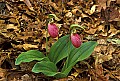 1-6-07-00012 pink lady's slippers.jpg