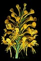 01102-00001-Yellow-fringed Orchid, Plantanthera ciliaris.jpg
