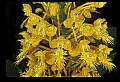 01102-00002-Yellow-fringed Orchid, Plantanthera ciliaris.jpg