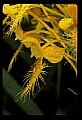 01102-00003-Yellow-fringed Orchid, Plantanthera ciliaris.jpg