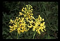 01102-00004-Yellow-fringed Orchid, Plantanthera ciliaris.jpg