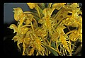 01102-00005-Yellow-fringed Orchid, Plantanthera ciliaris.jpg