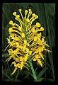01102-00006-Yellow-fringed Orchid, Plantanthera ciliaris.jpg