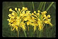 01102-00008-Yellow-fringed Orchid, Plantanthera ciliaris.jpg