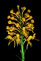 01102-00009-Yellow-fringed Orchid, Plantanthera ciliaris t.jpg